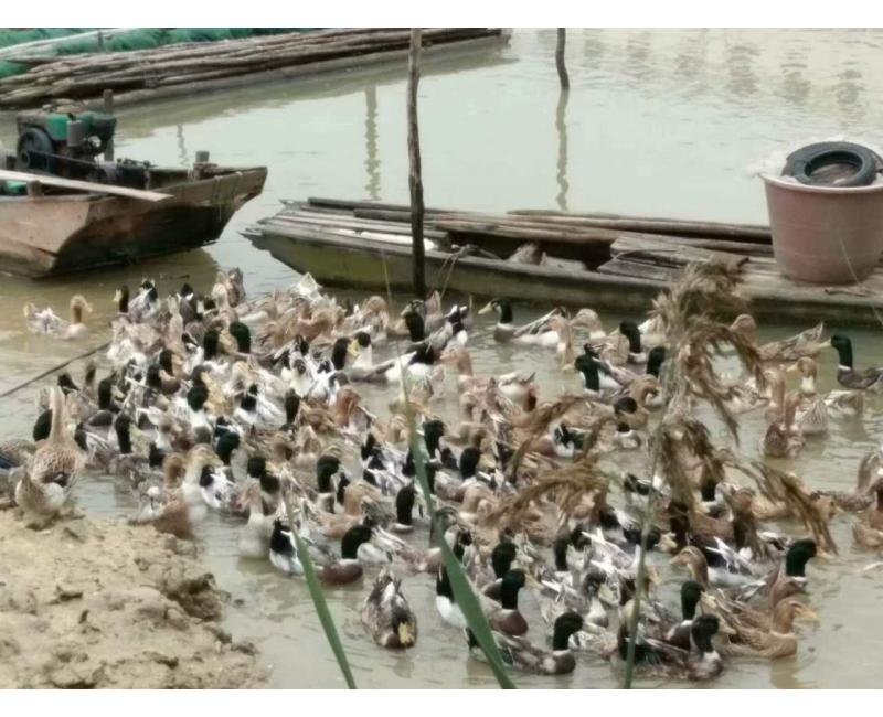 純放養(yǎng)青頭鴨、三那土雞、鳳尾菇 原生態(tài)產(chǎn)品